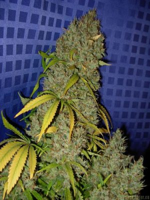 White Widow x Big Bud