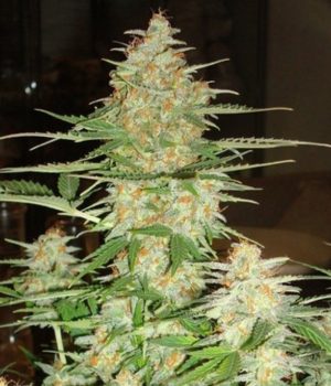 60 Day Wonder-Autoflower