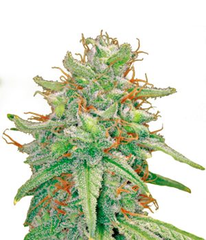 Blueberry Cheese