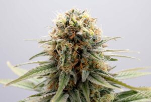 Girl Scout Cookies
