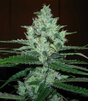 Super Lemon Haze