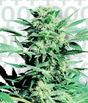 Shiva Skunk
