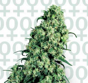 Skunk #1