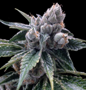 White Walker Kush