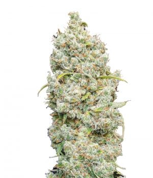 Jack Herer