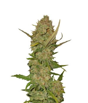 Pineapple Express
