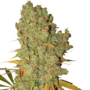 Special Kush #1