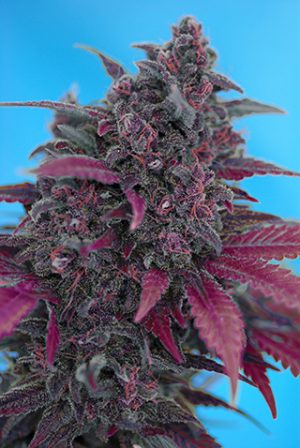 Dark Devil Auto