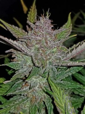 Cream Cookies