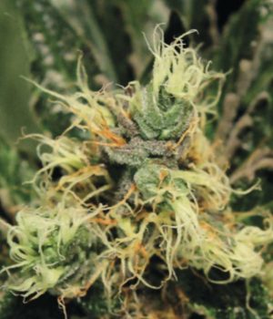 Pure Kush