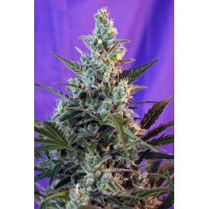 Sweet Skunk Auto