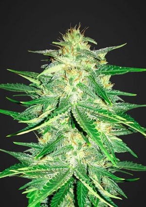Lemon AK