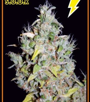 SODK Auto
