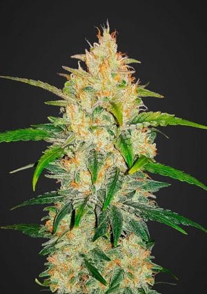 Zkittlez Auto