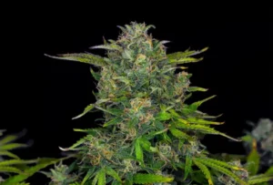 Zkittlez Auto