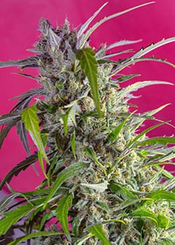 Crystal Candy Auto®