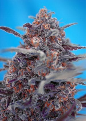 Devil Cream Auto®