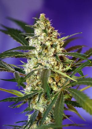 Fast Bud #2 Auto®