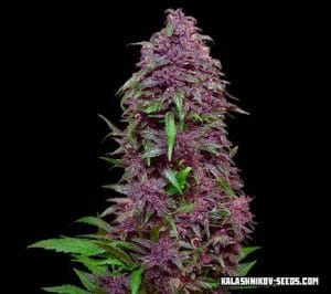 Purple Mazar Auto