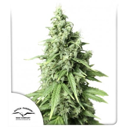 Auto Durban Poison®