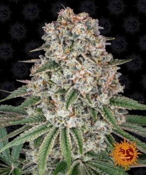 TROPICANNA BANANA™