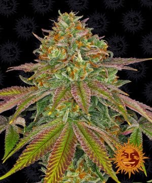 WEDDING CAKE™