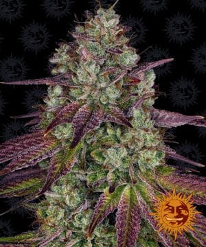 MIMOSA EVO™