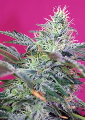 Sweet Cheese XL Auto®