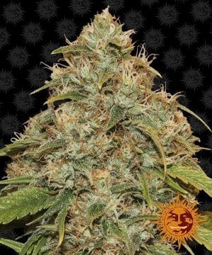 CBD LEMON POTION AUTO™