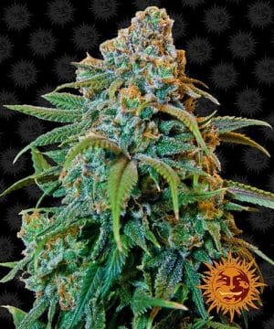 LIBERTY HAZE™