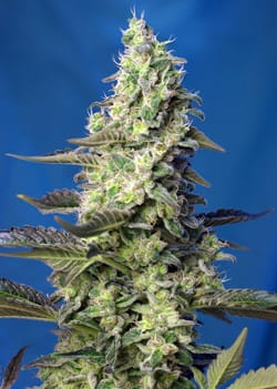 Green Poison XL Auto®