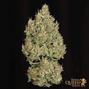 Royal Cookies Automatic