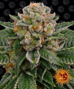 SKYWALKER OG AUTO™