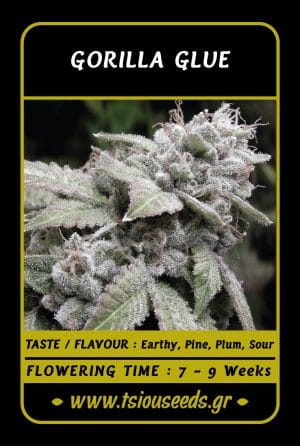 Gorilla Glue