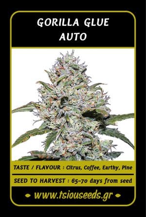 Gorilla Glue Auto