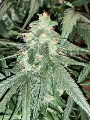 Auto Orange Bud®