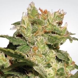 Auto Jack