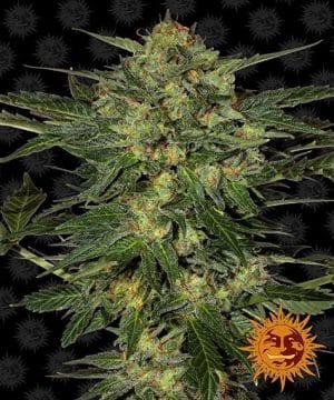 LSD™