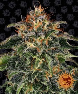 MOBY DICK™