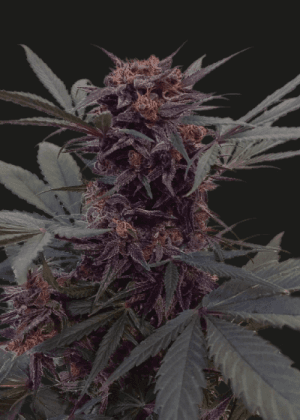 Babushka Black Auto