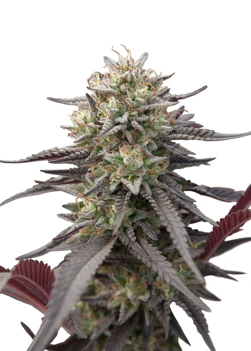 Royal Gorilla Automatic