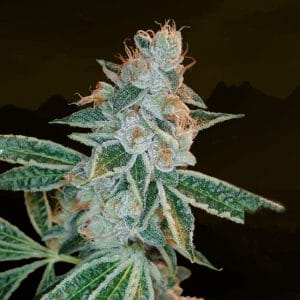 Lemon OG Kush