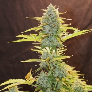 Fat Banana Automatic
