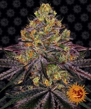 WATERMELON ZKITTLEZ™