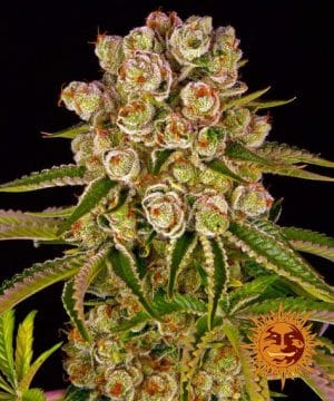 Kush Mintz™