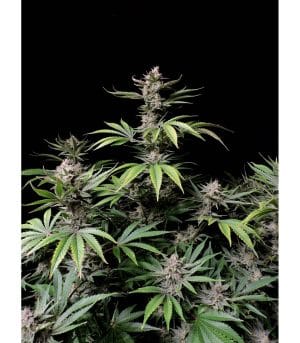 CHERRY COLA