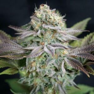 Cookies N Cream Auto