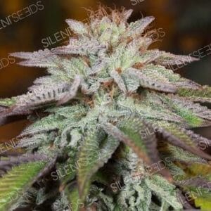 LA VANILLA CAKE AUTO