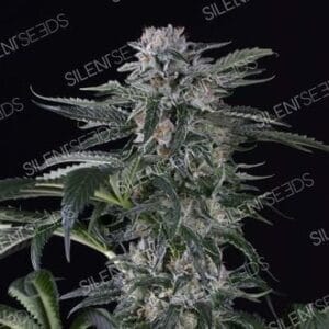 MOBY DICK AUTO