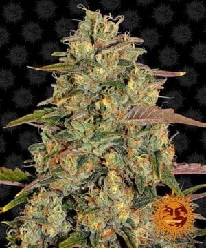 AMNESIA LEMON
